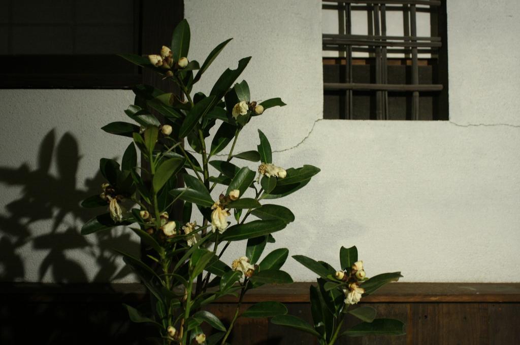 Osaka Guest House Drummer'S Dream Сакаи Номер фото
